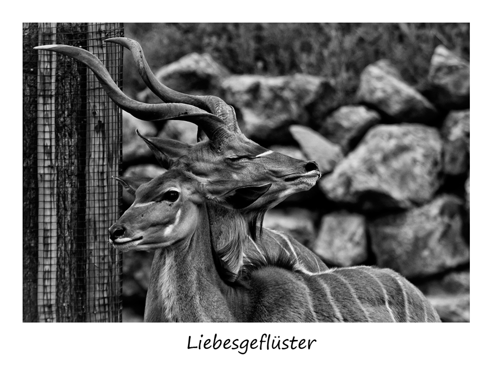 Kudu im Pilsener Tiergarten