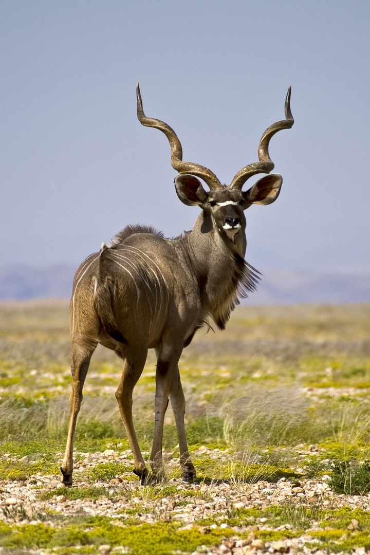 Kudu in der Weite Namibias