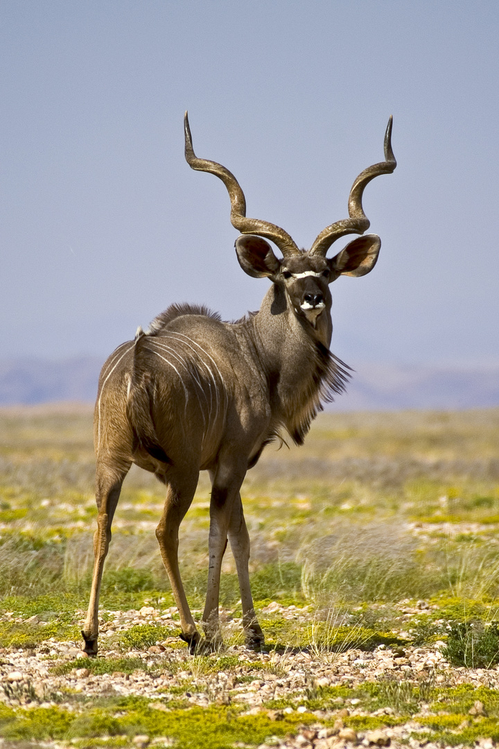Kudu in der Weite Namibias Foto Bild tiere wildlife Kudu in der Weite Namibias Foto Bild tiere wildlife