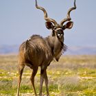 Kudu in der Weite Namibias