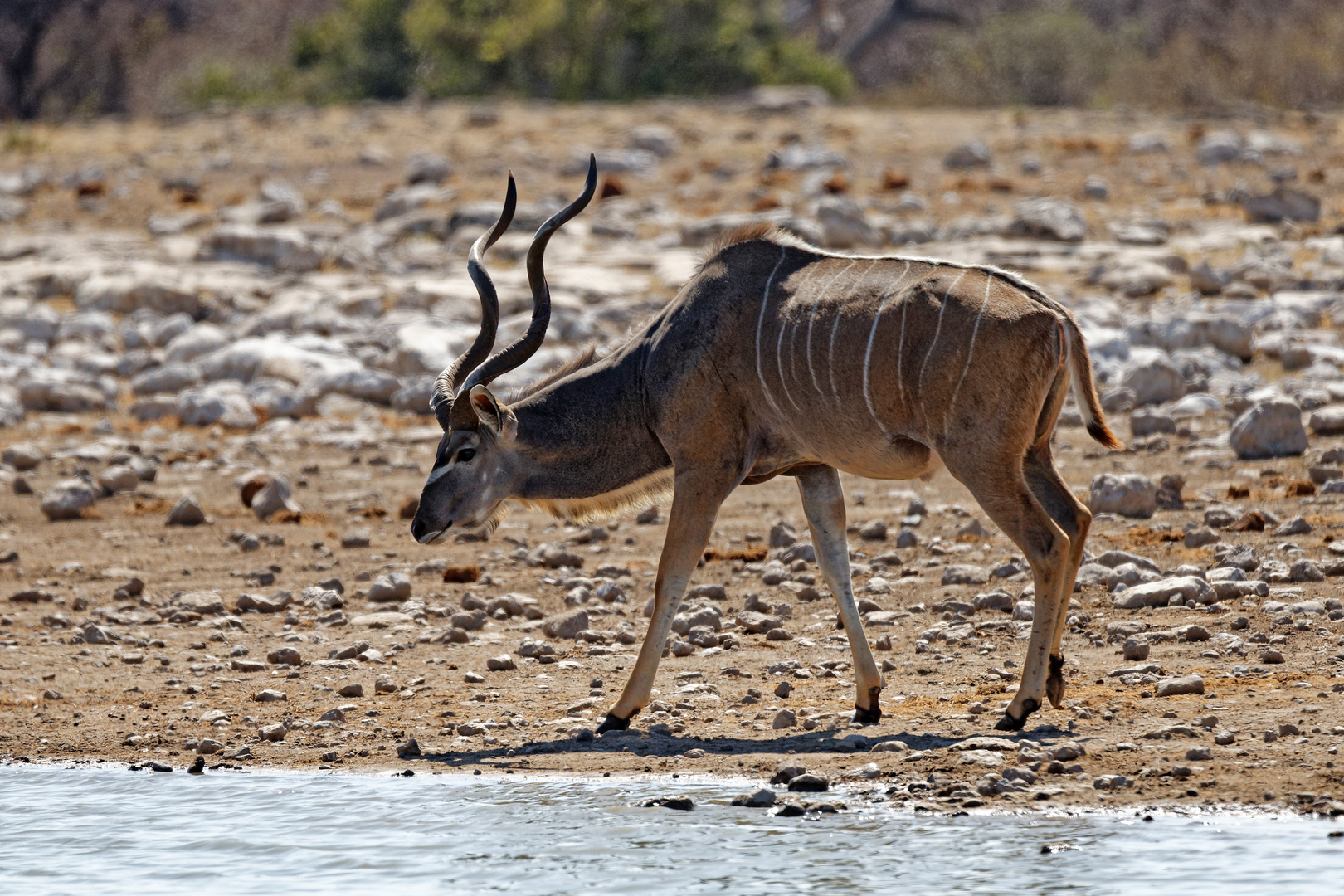 Kudu in Klein Namutoni