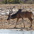 Kudu in Klein Namutoni