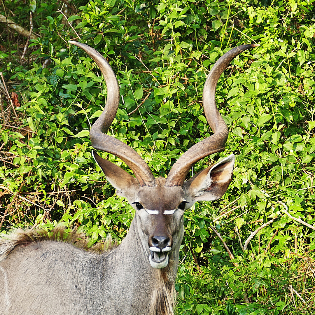 Kudu in Mosambik