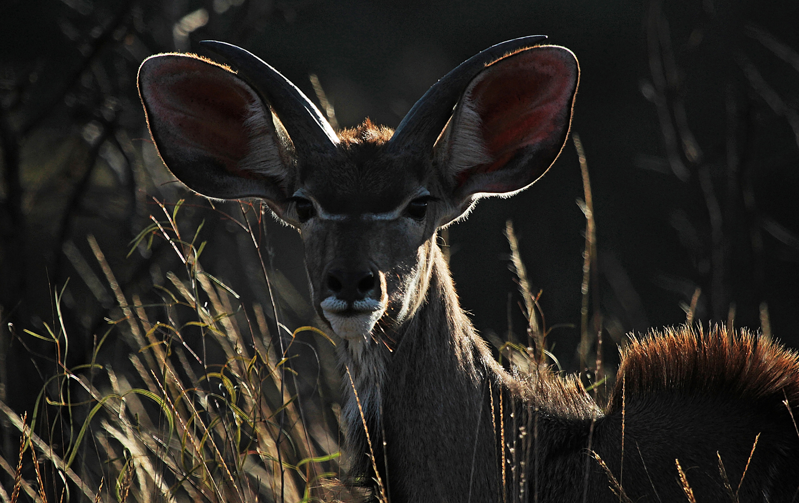 Kudu  (junger Bock)