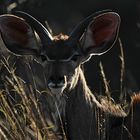 Kudu  (junger Bock)
