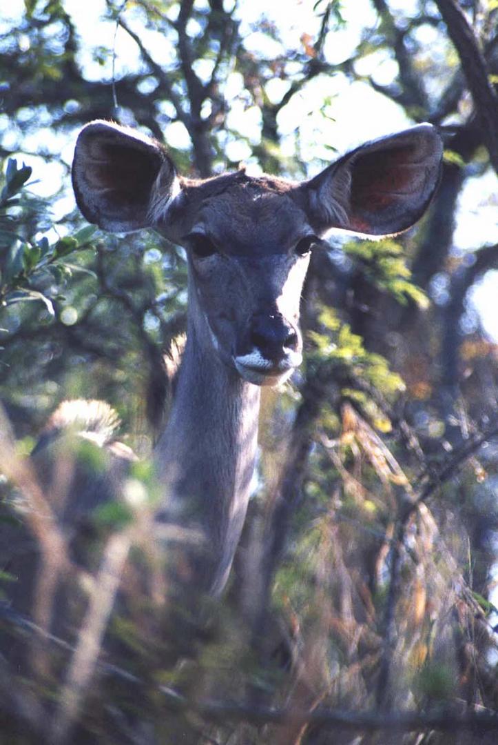 Kudu - Krueger National Park