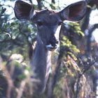 Kudu - Krueger National Park