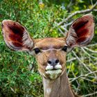 Kudu @ Kruger National Park, Südafrika