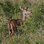 Kudu-Kuh :-)