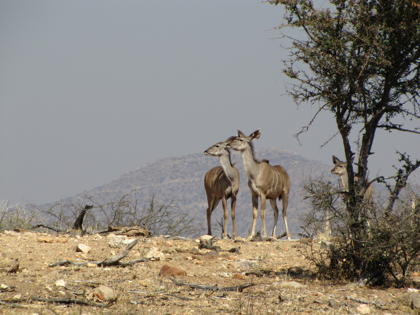 Kudu Kuh und Kalb 2