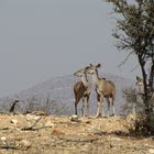 Kudu Kuh und Kalb 2