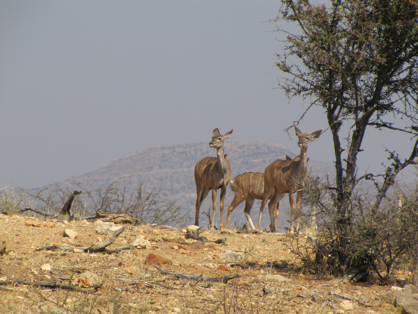 Kudu Kuh und Kalb