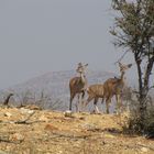 Kudu Kuh und Kalb