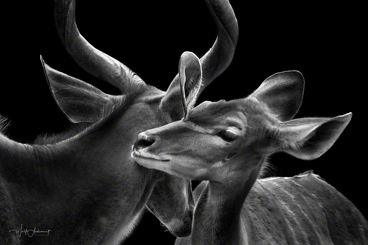 kudu love