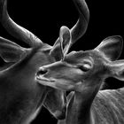 kudu love