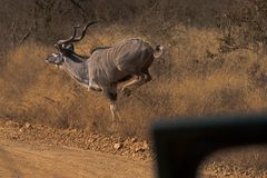 Kudu male