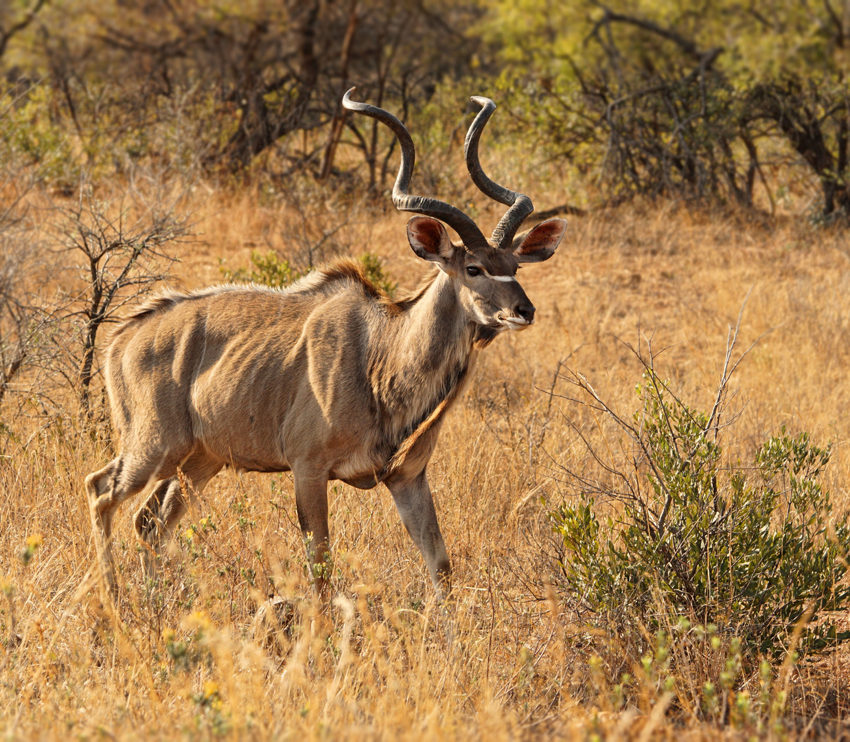 Kudu (male) - Strepsiceros