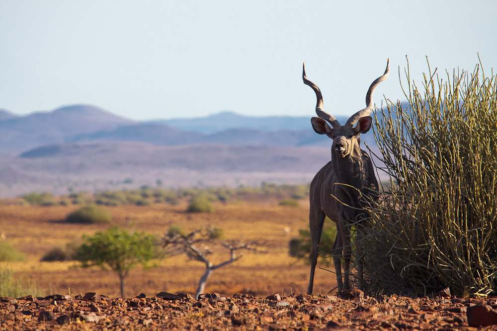 Kudu mit Aussicht