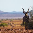 Kudu mit Aussicht