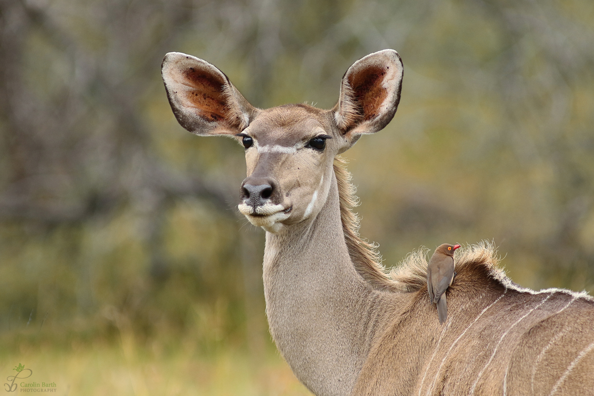 Kudu mit Madenhacker