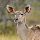 Kudu mit Madenhacker