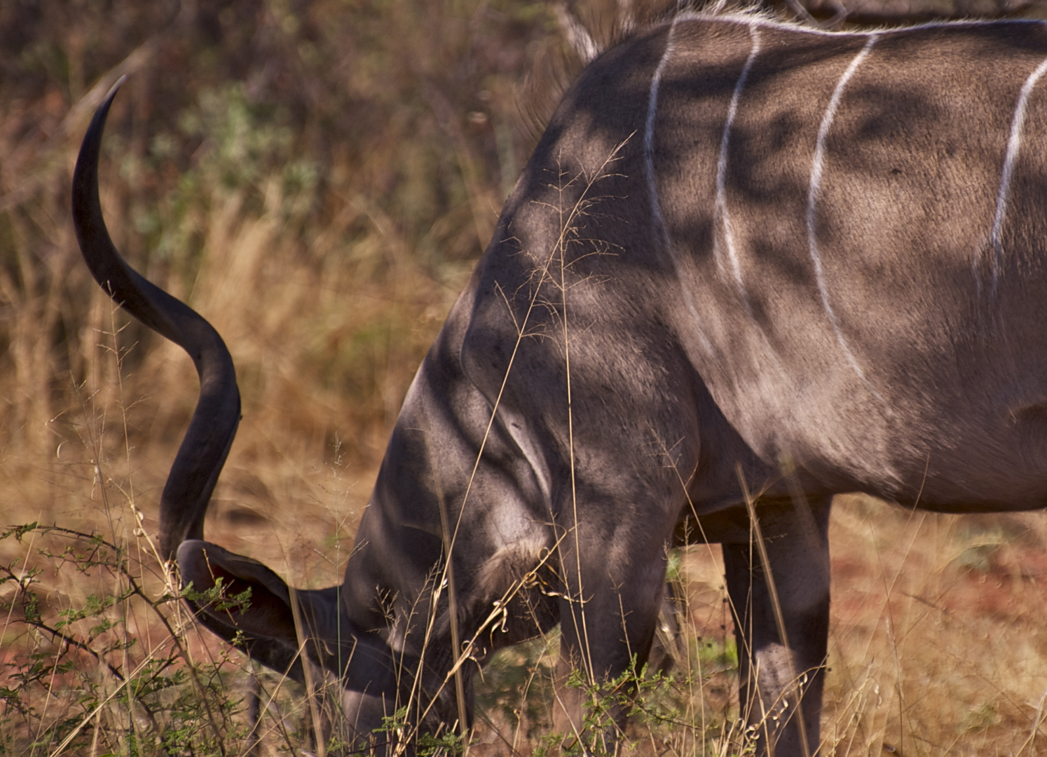 Kudu mit markantem Horn - Kudu with markedly horn