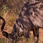 Kudu mit markantem Horn - Kudu with markedly horn