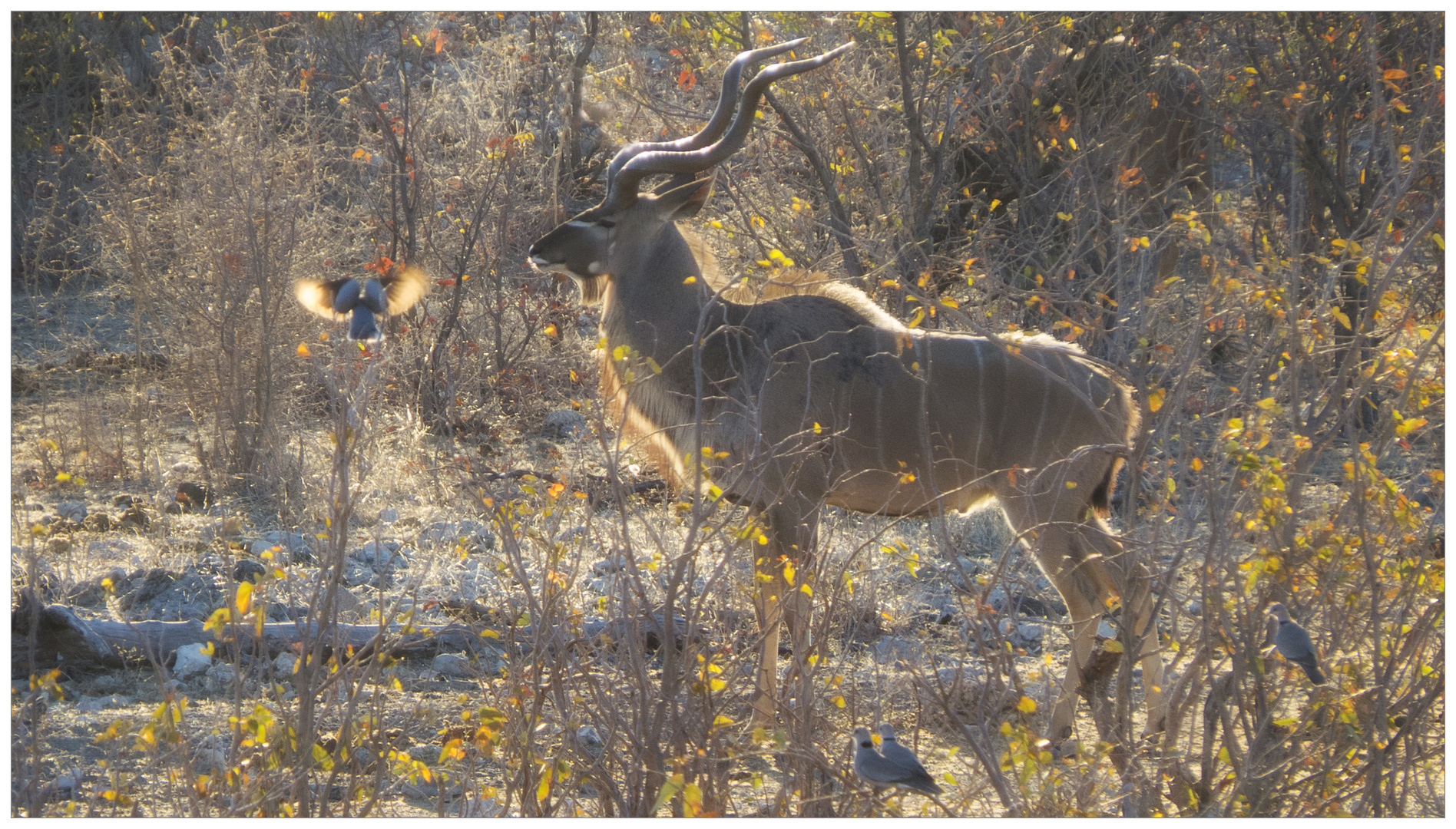 Kudu mit Vögelchen