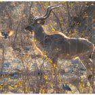 Kudu mit Vögelchen