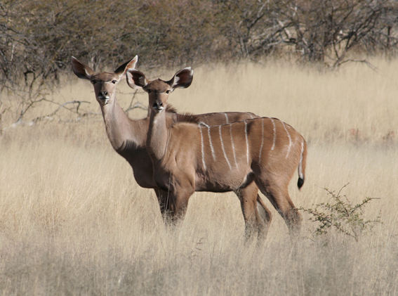 Kudu Neugierde