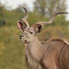 Kudu-Porträt