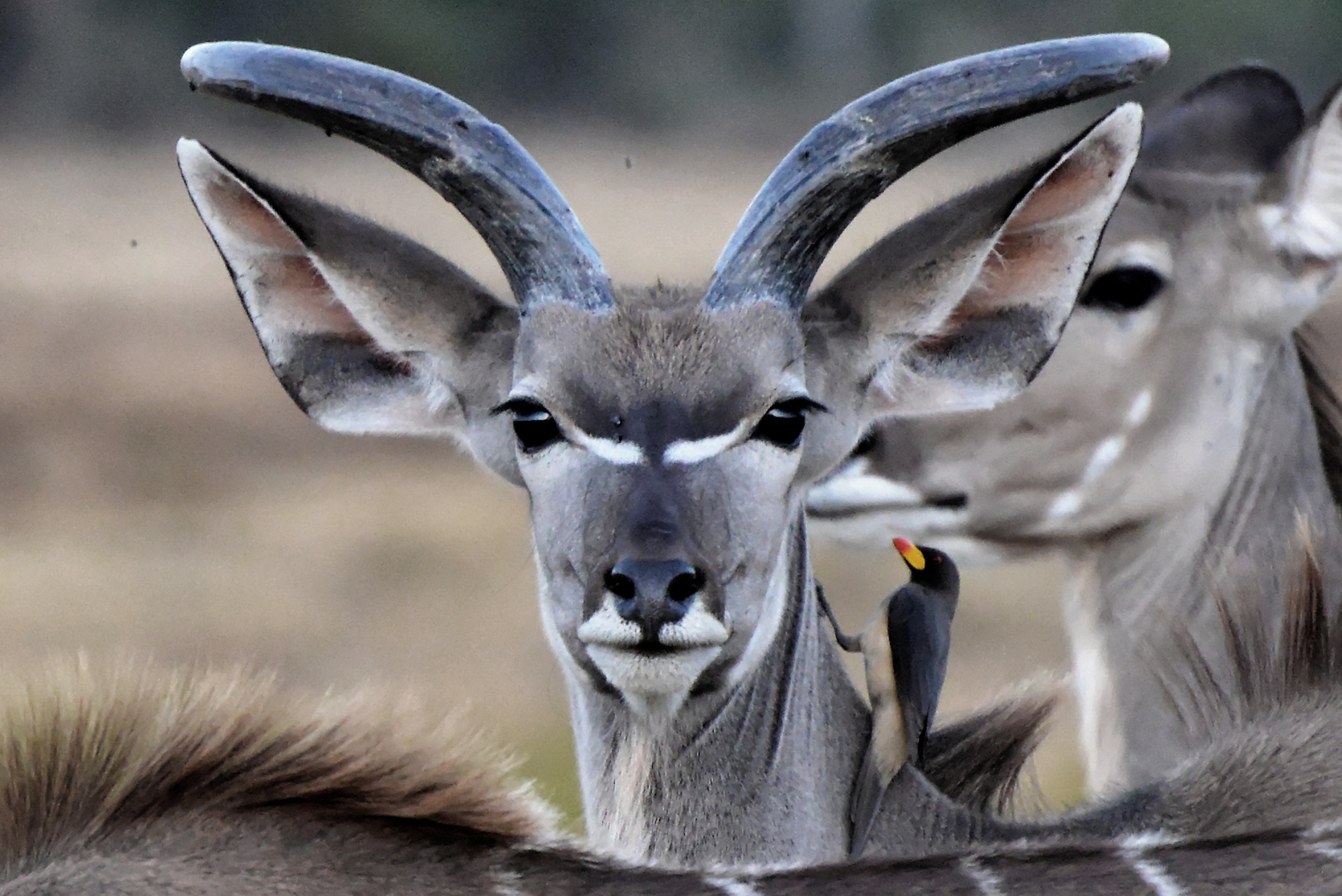 Kudu Portrait