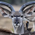 Kudu Portrait