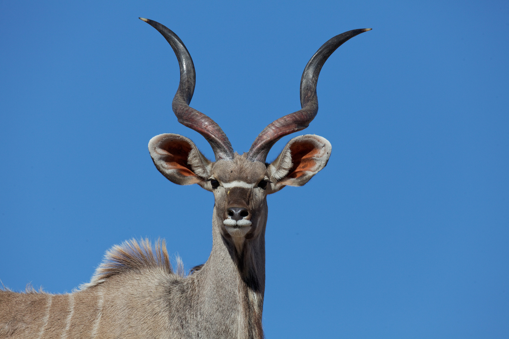 Kudu Portrait