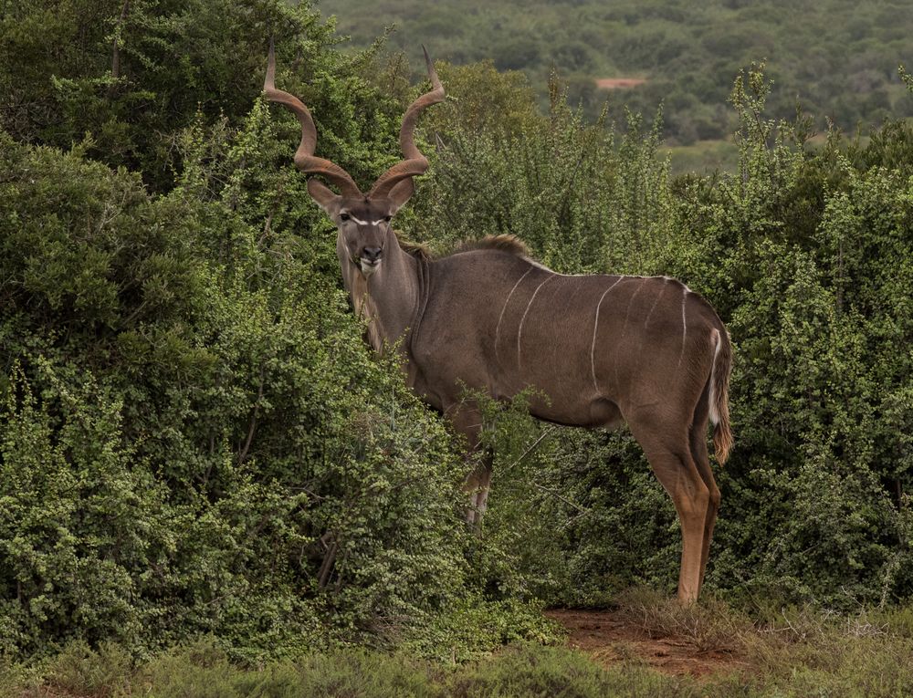 Kudu Südafrika