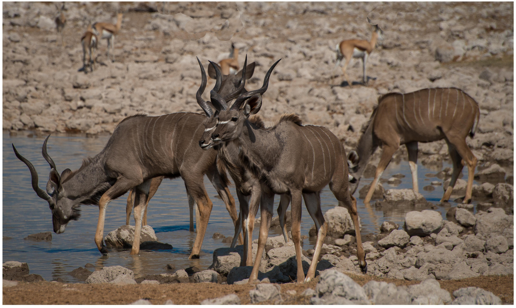 Kudu-Time an der Tränke