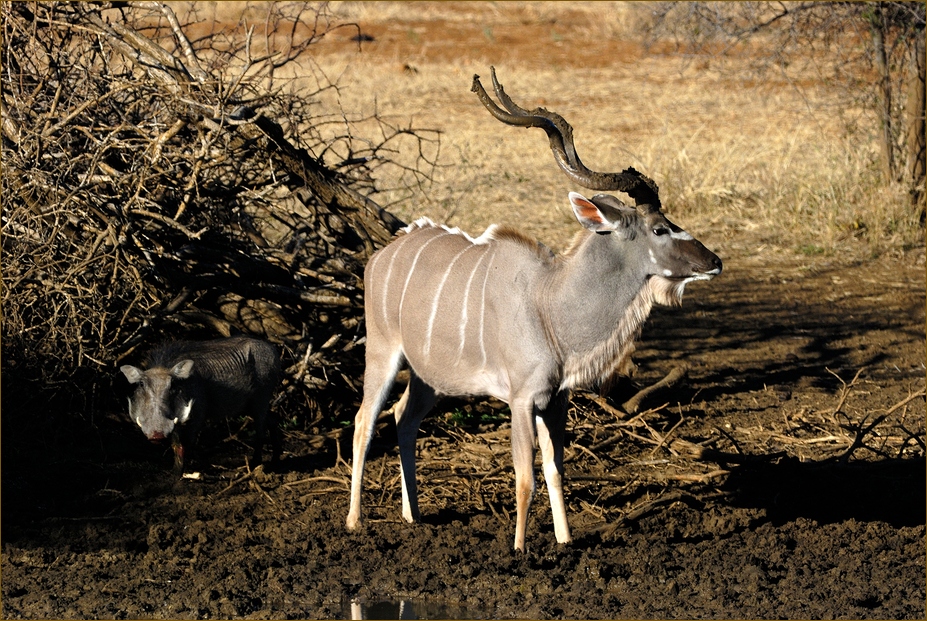Kudu und Warzenschwein