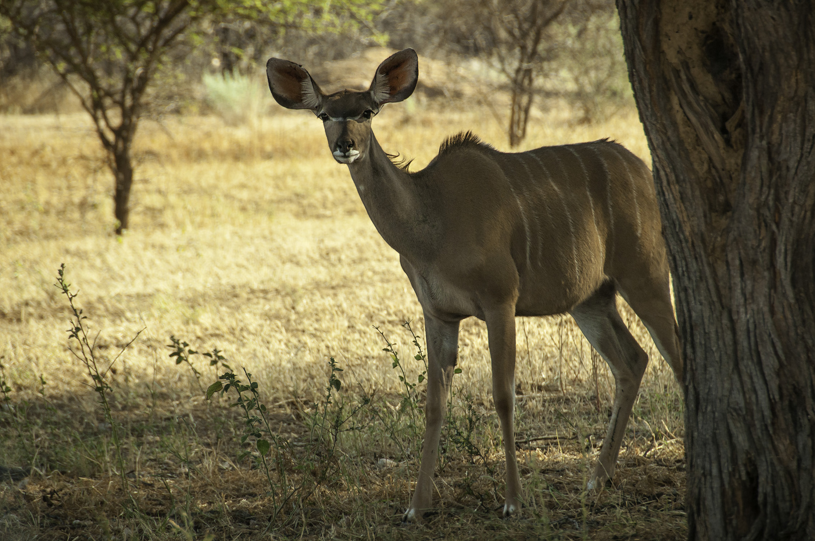 Kudu Weibchen