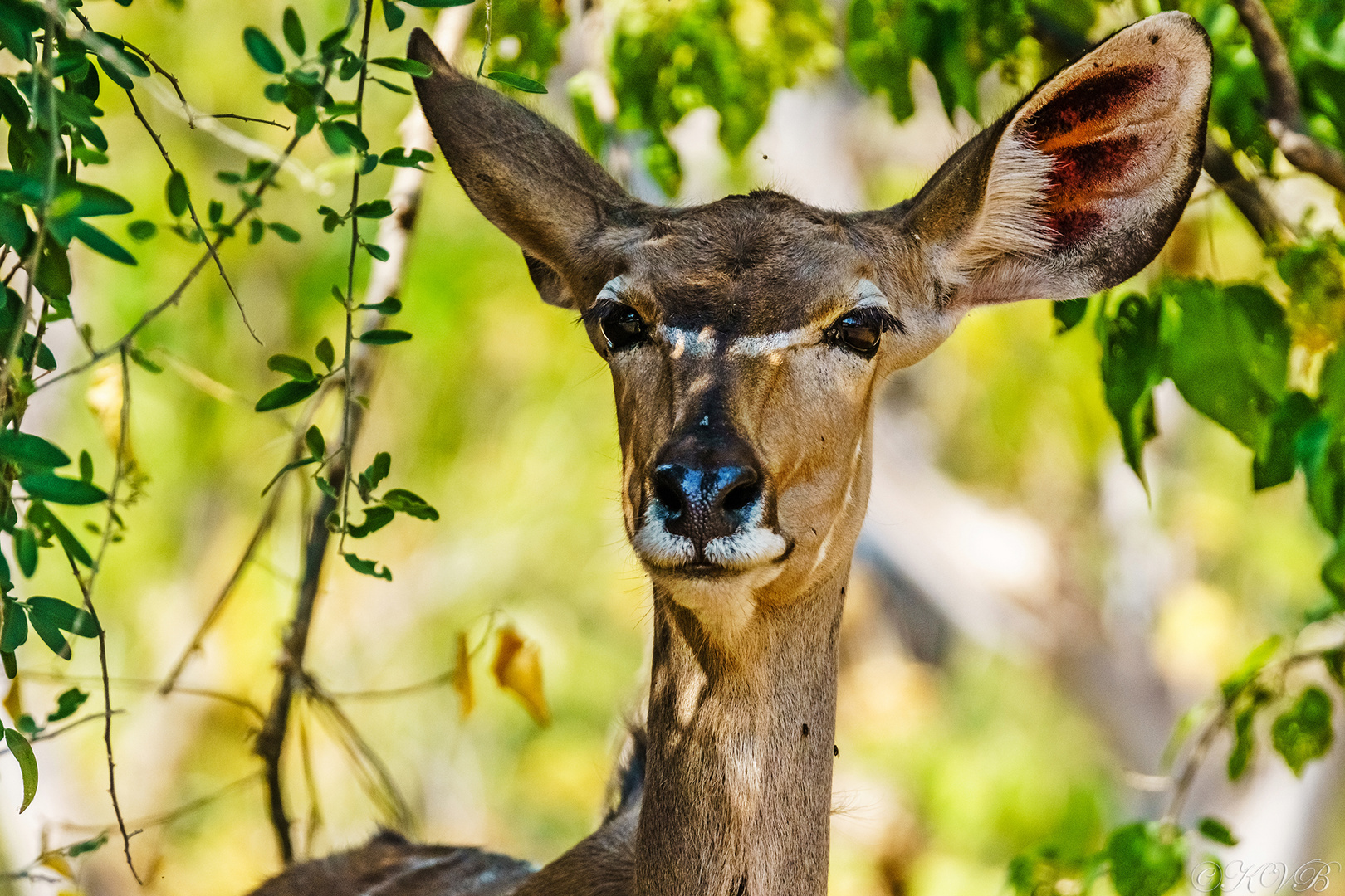 Kudu Weibchen, Chobe Nationalpark Botswana