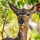 Kudu Weibchen, Chobe Nationalpark Botswana
