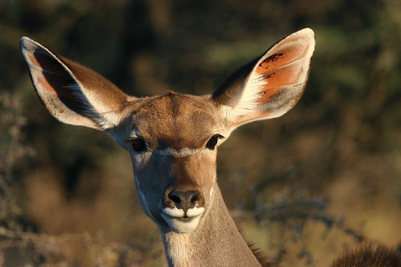 Kudu Weibchen im Etosha Nationalpark