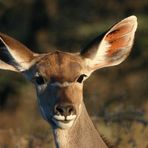 Kudu Weibchen im Etosha Nationalpark