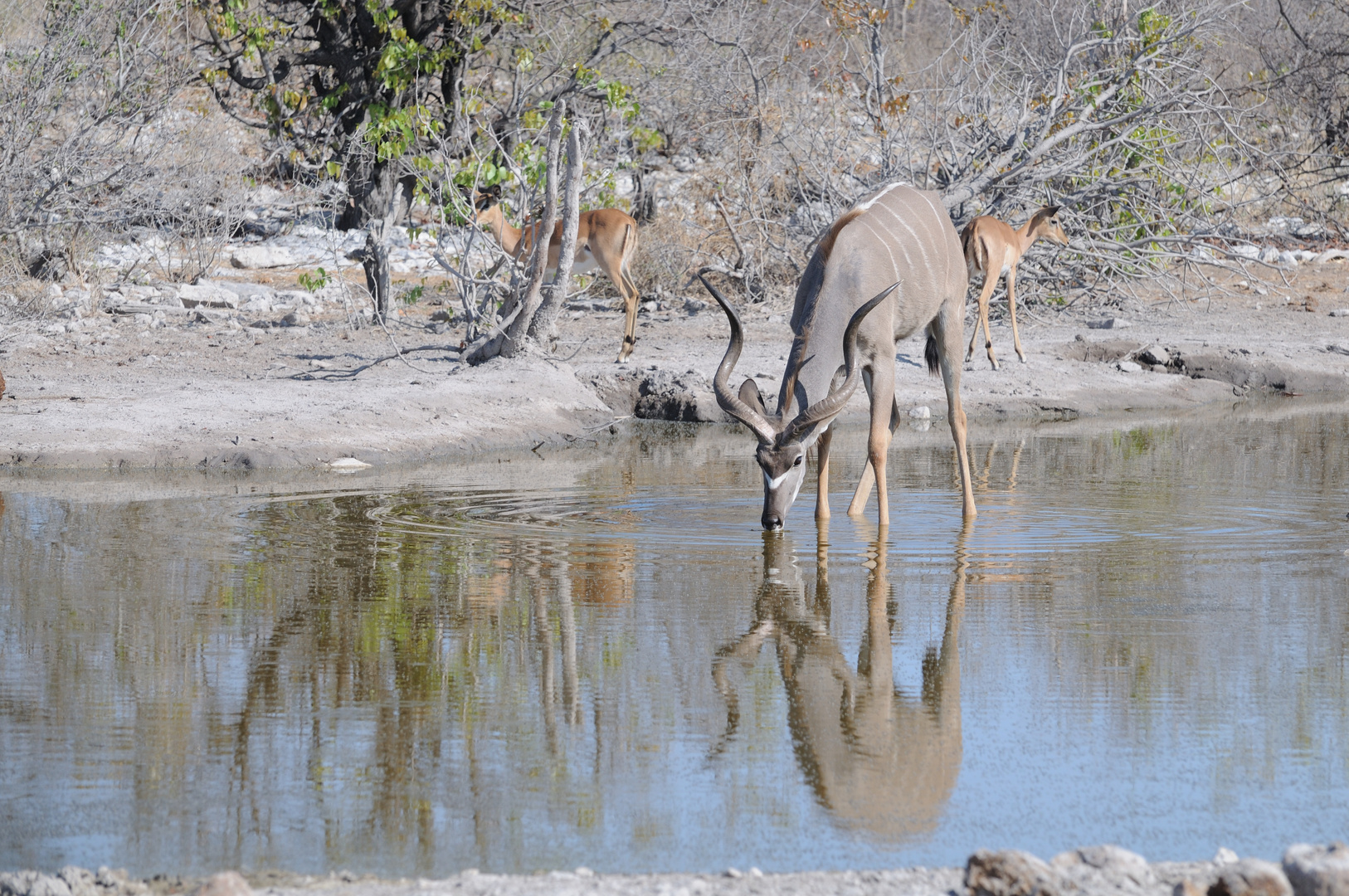 Kudu with reflection