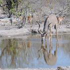 Kudu with reflection