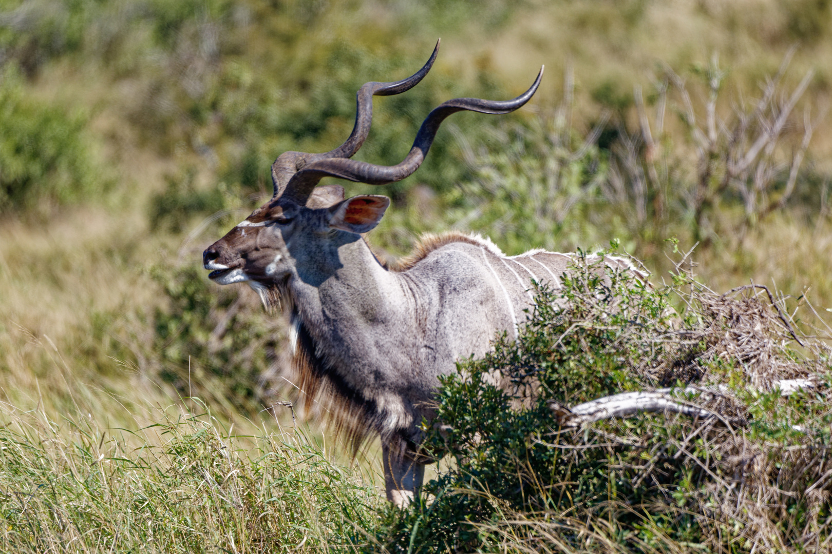 Kudu_1