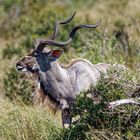 Kudu_1