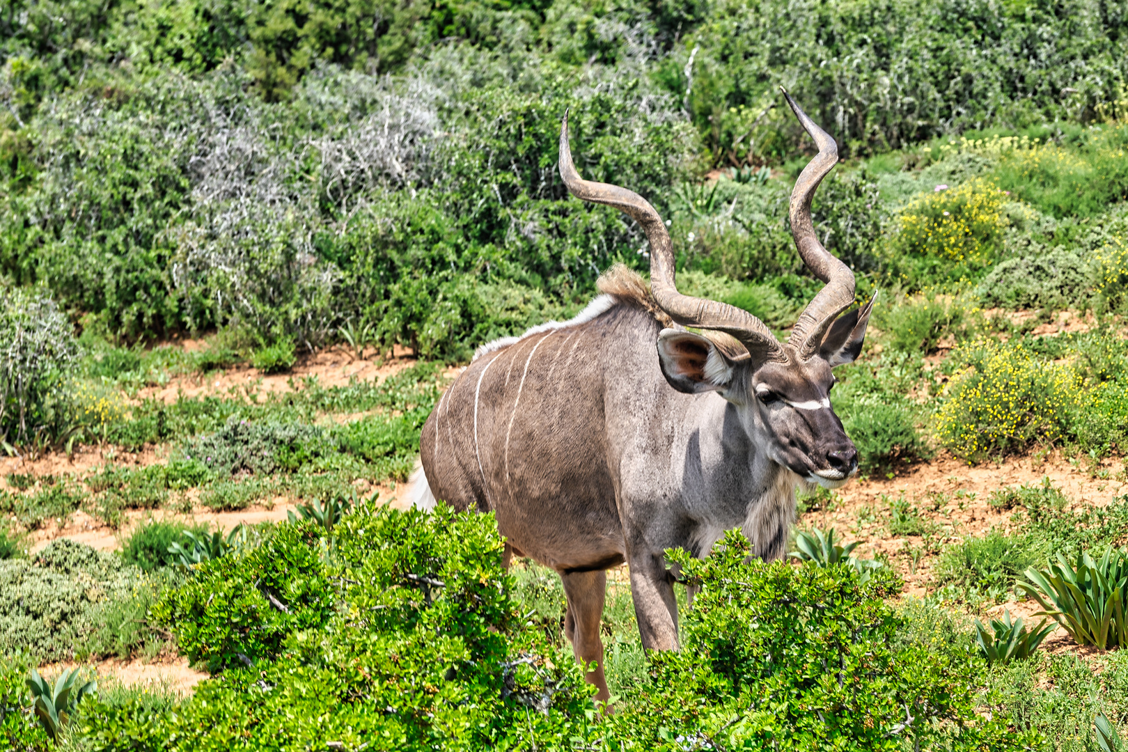 Kudubock - Addo-Elephant National Park