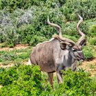 Kudubock - Addo-Elephant National Park