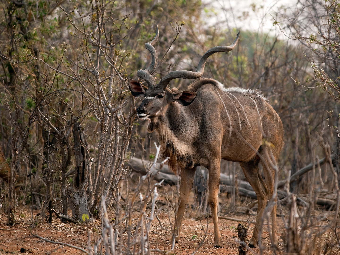 Kudubulle