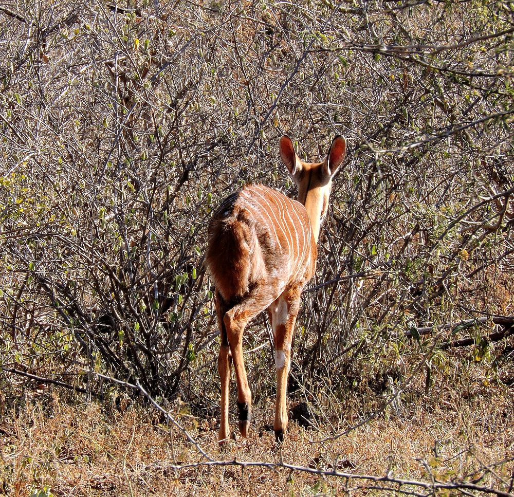 Kududame schlägt sich in die Büsche